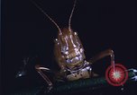 Image of grasshopper species destroy crops United States USA, 1951, second 9 stock footage video 65675081011