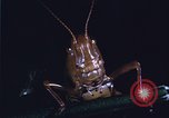 Image of grasshopper species destroy crops United States USA, 1951, second 10 stock footage video 65675081011