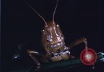 Image of grasshopper species destroy crops United States USA, 1951, second 11 stock footage video 65675081011