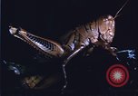 Image of grasshopper species destroy crops United States USA, 1951, second 13 stock footage video 65675081011