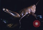 Image of grasshopper species destroy crops United States USA, 1951, second 15 stock footage video 65675081011
