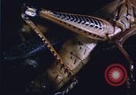 Image of grasshopper species destroy crops United States USA, 1951, second 16 stock footage video 65675081011