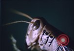 Image of grasshopper species destroy crops United States USA, 1951, second 19 stock footage video 65675081011