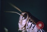 Image of grasshopper species destroy crops United States USA, 1951, second 20 stock footage video 65675081011