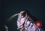 Image of grasshopper species destroy crops United States USA, 1951, second 21 stock footage video 65675081011