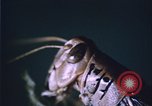 Image of grasshopper species destroy crops United States USA, 1951, second 22 stock footage video 65675081011