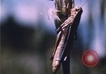 Image of grasshopper species destroy crops United States USA, 1951, second 23 stock footage video 65675081011