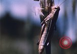 Image of grasshopper species destroy crops United States USA, 1951, second 24 stock footage video 65675081011