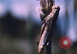Image of grasshopper species destroy crops United States USA, 1951, second 25 stock footage video 65675081011