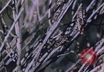 Image of grasshopper species destroy crops United States USA, 1951, second 26 stock footage video 65675081011