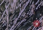 Image of grasshopper species destroy crops United States USA, 1951, second 27 stock footage video 65675081011
