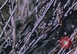 Image of grasshopper species destroy crops United States USA, 1951, second 28 stock footage video 65675081011