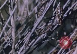 Image of grasshopper species destroy crops United States USA, 1951, second 29 stock footage video 65675081011
