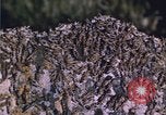 Image of grasshopper species destroy crops United States USA, 1951, second 30 stock footage video 65675081011