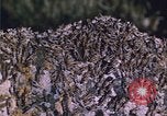 Image of grasshopper species destroy crops United States USA, 1951, second 31 stock footage video 65675081011