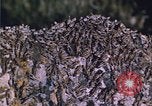 Image of grasshopper species destroy crops United States USA, 1951, second 32 stock footage video 65675081011