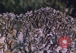 Image of grasshopper species destroy crops United States USA, 1951, second 33 stock footage video 65675081011