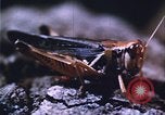 Image of grasshopper species destroy crops United States USA, 1951, second 36 stock footage video 65675081011