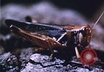 Image of grasshopper species destroy crops United States USA, 1951, second 37 stock footage video 65675081011