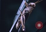 Image of grasshopper species destroy crops United States USA, 1951, second 38 stock footage video 65675081011