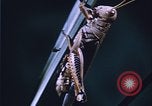 Image of grasshopper species destroy crops United States USA, 1951, second 39 stock footage video 65675081011