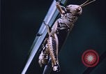 Image of grasshopper species destroy crops United States USA, 1951, second 40 stock footage video 65675081011