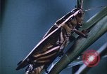 Image of grasshopper species destroy crops United States USA, 1951, second 42 stock footage video 65675081011