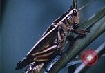 Image of grasshopper species destroy crops United States USA, 1951, second 43 stock footage video 65675081011