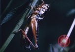 Image of grasshopper species destroy crops United States USA, 1951, second 44 stock footage video 65675081011