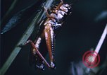 Image of grasshopper species destroy crops United States USA, 1951, second 45 stock footage video 65675081011