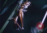 Image of grasshopper species destroy crops United States USA, 1951, second 46 stock footage video 65675081011