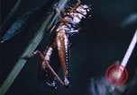 Image of grasshopper species destroy crops United States USA, 1951, second 47 stock footage video 65675081011