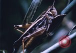 Image of grasshopper species destroy crops United States USA, 1951, second 48 stock footage video 65675081011