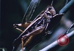 Image of grasshopper species destroy crops United States USA, 1951, second 49 stock footage video 65675081011