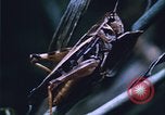 Image of grasshopper species destroy crops United States USA, 1951, second 50 stock footage video 65675081011