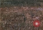 Image of grasshopper species destroy crops United States USA, 1951, second 54 stock footage video 65675081011