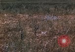 Image of grasshopper species destroy crops United States USA, 1951, second 55 stock footage video 65675081011