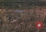 Image of grasshopper species destroy crops United States USA, 1951, second 56 stock footage video 65675081011