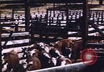 Image of grasshopper species destroy crops United States USA, 1951, second 57 stock footage video 65675081011