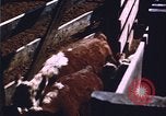 Image of grasshopper species destroy crops United States USA, 1951, second 60 stock footage video 65675081011