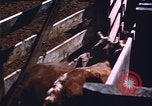 Image of grasshopper species destroy crops United States USA, 1951, second 62 stock footage video 65675081011