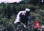 Image of Grasshoppers feeding on crops United States USA, 1951, second 1 stock footage video 65675081012