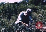 Image of Grasshoppers feeding on crops United States USA, 1951, second 3 stock footage video 65675081012