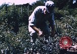 Image of Grasshoppers feeding on crops United States USA, 1951, second 4 stock footage video 65675081012