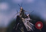 Image of Grasshoppers feeding on crops United States USA, 1951, second 46 stock footage video 65675081012
