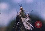 Image of Grasshoppers feeding on crops United States USA, 1951, second 47 stock footage video 65675081012