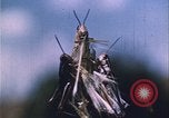 Image of Grasshoppers feeding on crops United States USA, 1951, second 48 stock footage video 65675081012