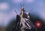 Image of Grasshoppers feeding on crops United States USA, 1951, second 49 stock footage video 65675081012