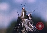 Image of Grasshoppers feeding on crops United States USA, 1951, second 51 stock footage video 65675081012