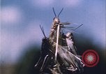 Image of Grasshoppers feeding on crops United States USA, 1951, second 52 stock footage video 65675081012